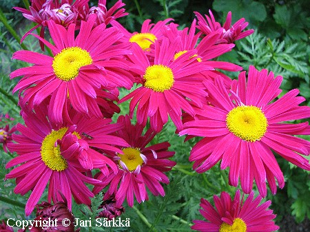 Tanacetum coccineum